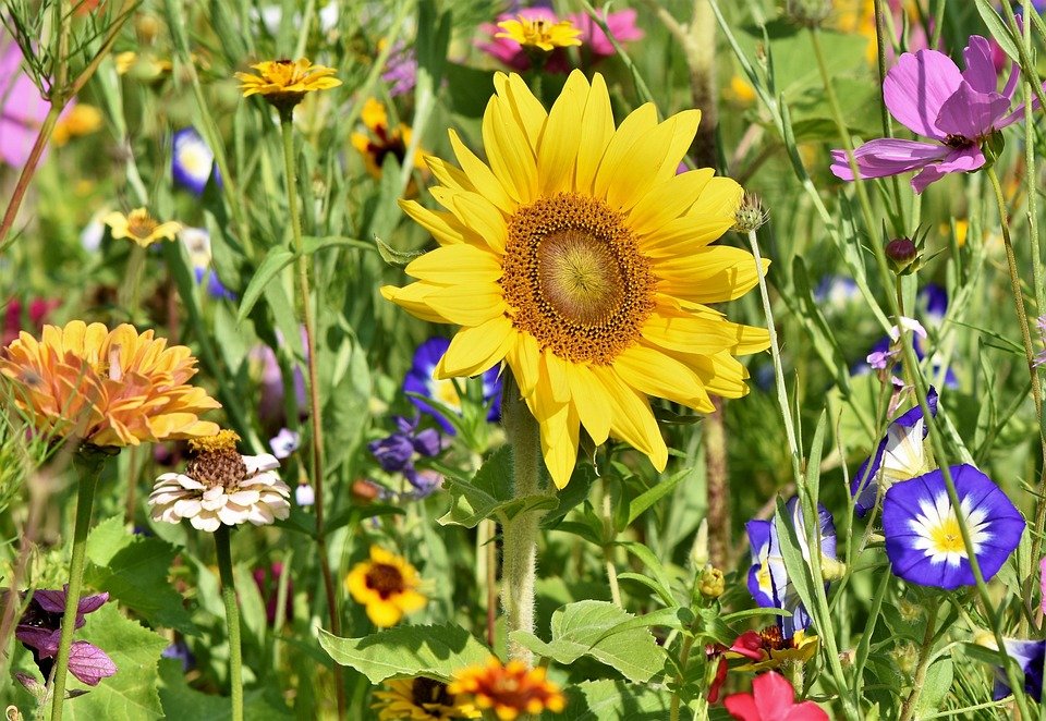 10 Essential Gardening Tips for Beginners: Grow Your Green Thumb! 10 Essential Gardening Tips for Beginners: Grow Your Green Thumb!