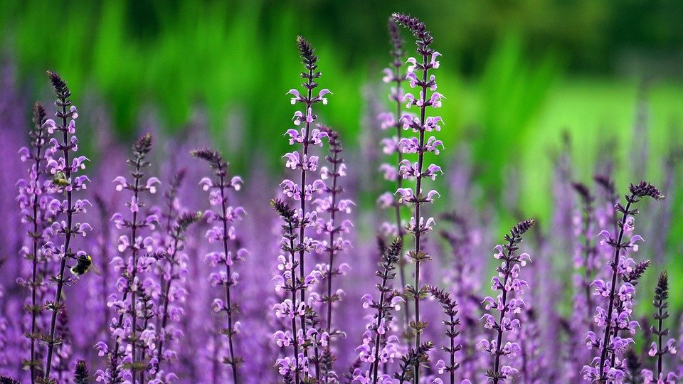 Essential Lawncare Tips for a Lush, Green Yard Year-Round