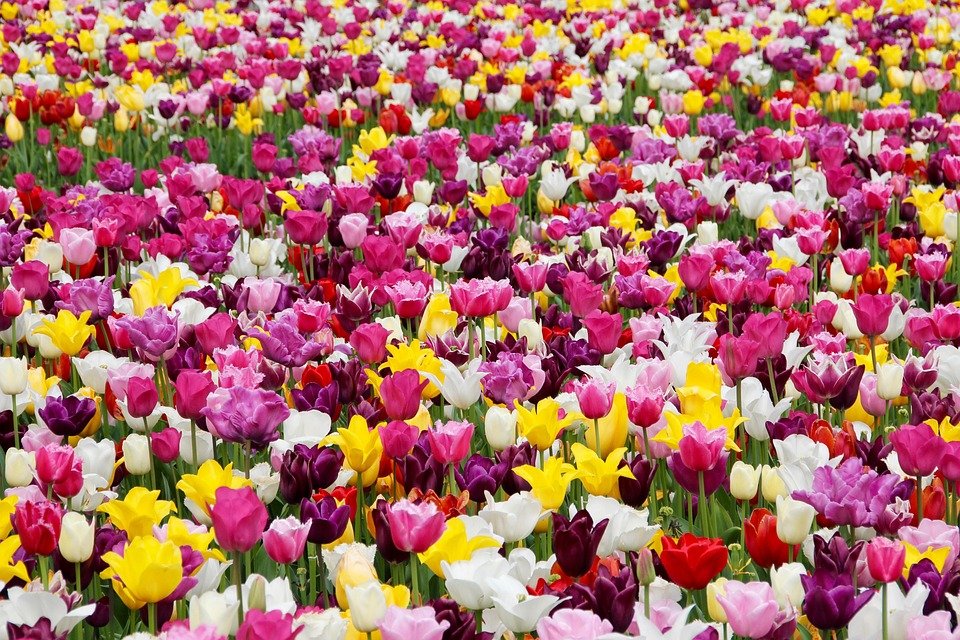 Transform Your Backyard: Essential Landscaping Tips for a Stunning Outdoor Oasis