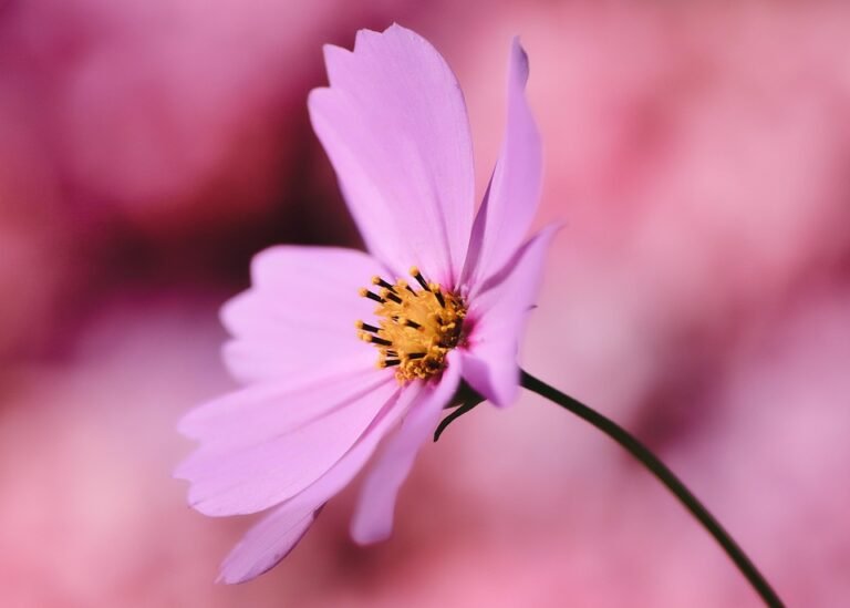 Essential Tips for Starting and Maintaining a Thriving Herb Garden