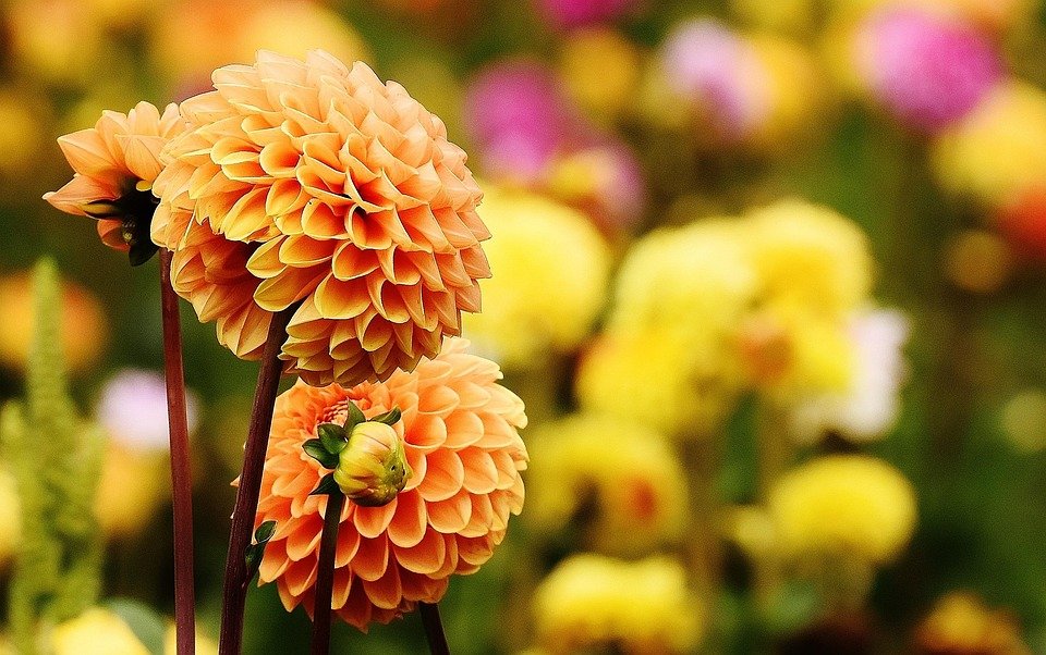Transform Your Outdoor Space: A Complete Guide to Backyard Makeover Success