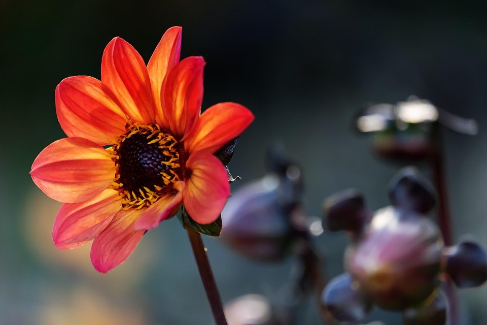 Essential Guide to Transforming Your Outdoor Space with Effective Garden Lighting Essential Guide to Transforming Your Outdoor Space with Effective Garden Lighting