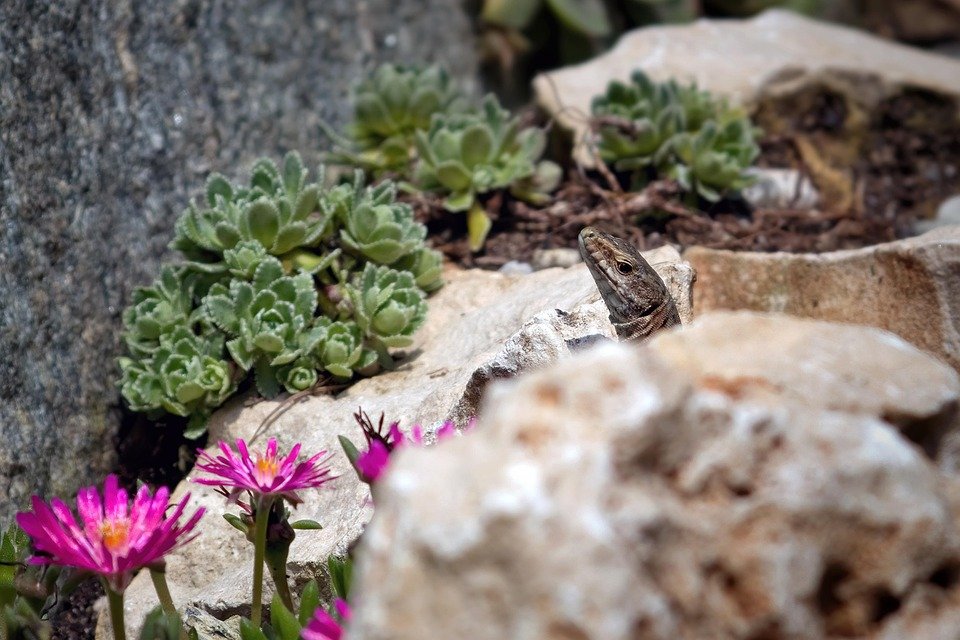 Top 10 Low-Maintenance Garden Plants for Beginners