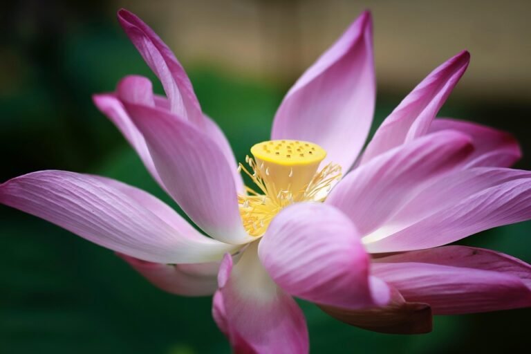 Essential Techniques for Successful Organic Gardening: A Comprehensive Guide
