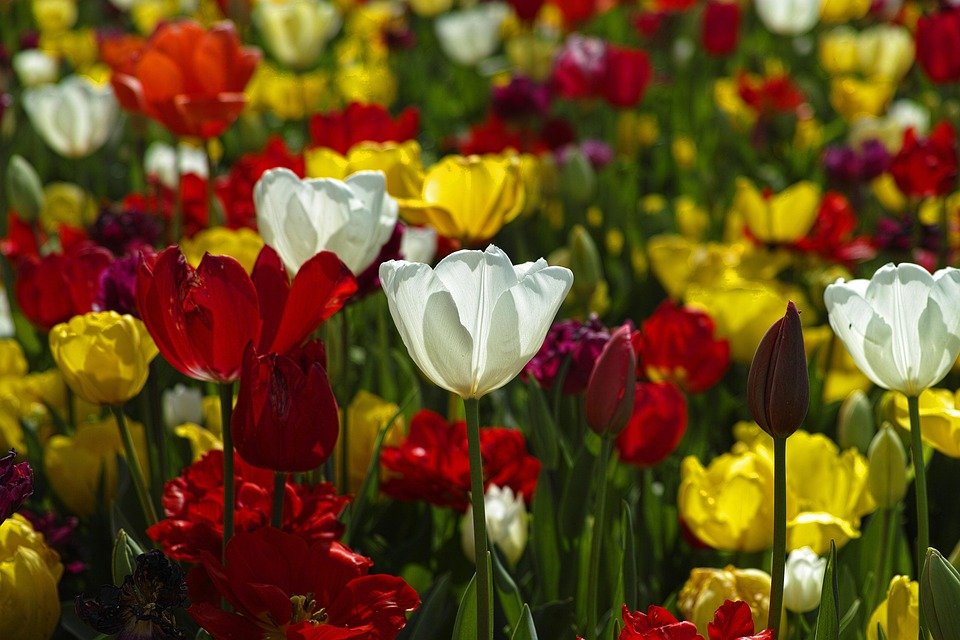 Essential Strategies for Year-Round Garden Maintenance Success
